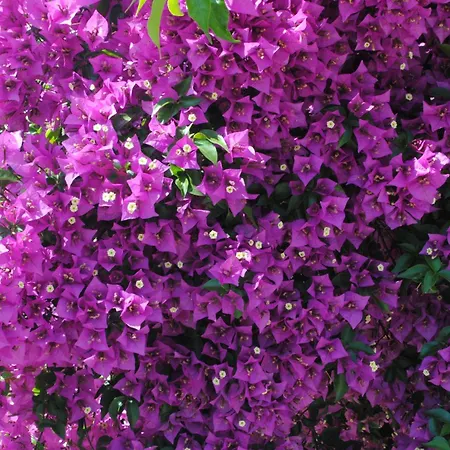 Eski Evleri 3* ダッチャ