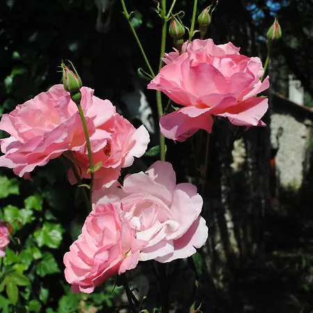 Eski Evleri ホテル 3*