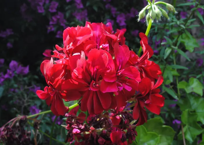 Eski Evleri Датча