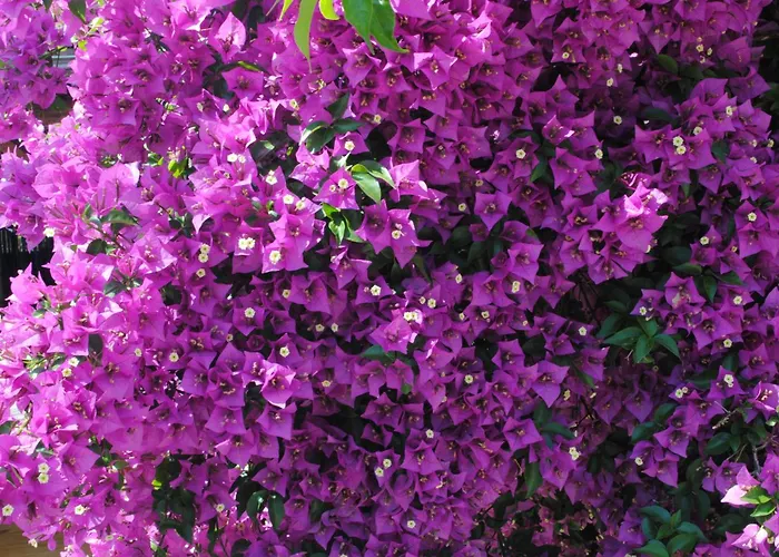 Eski Evleri 3* Датча