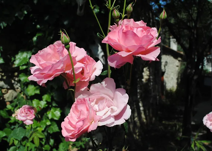 Eski Evleri Отель 3*